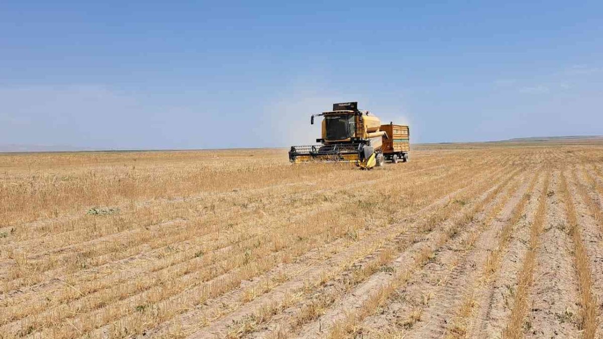 Adilcevaz'da buğday hasadı başladı