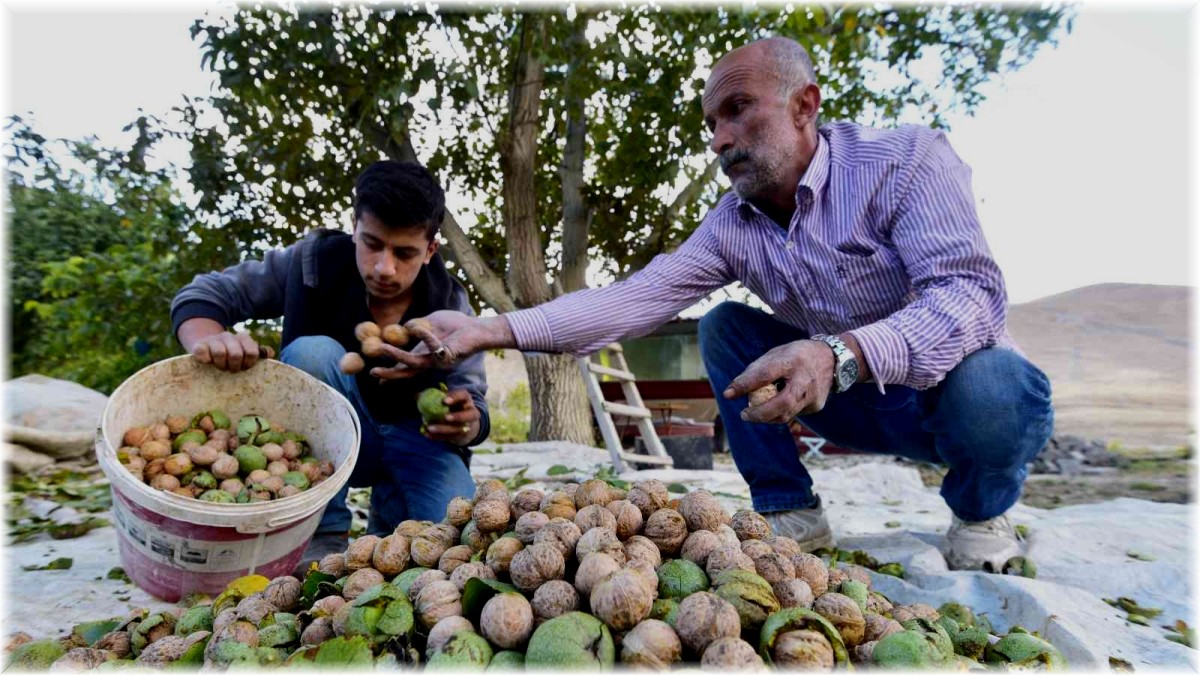 Adilcevaz'da ceviz hasadı başladı
