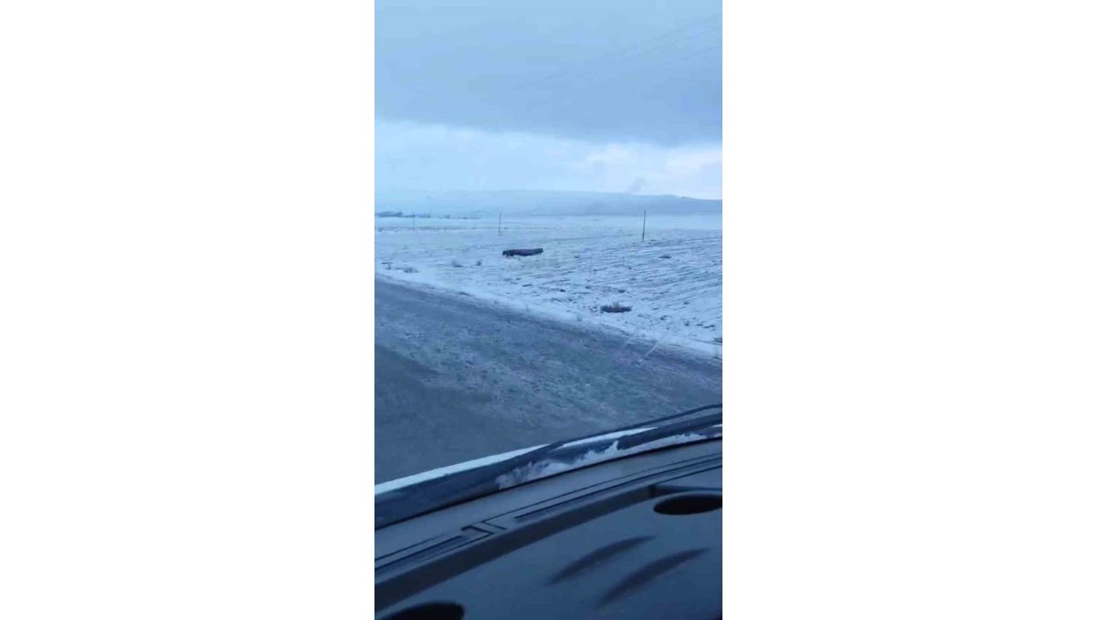 Adilcevaz'da domuz sürüsü görüntülendi