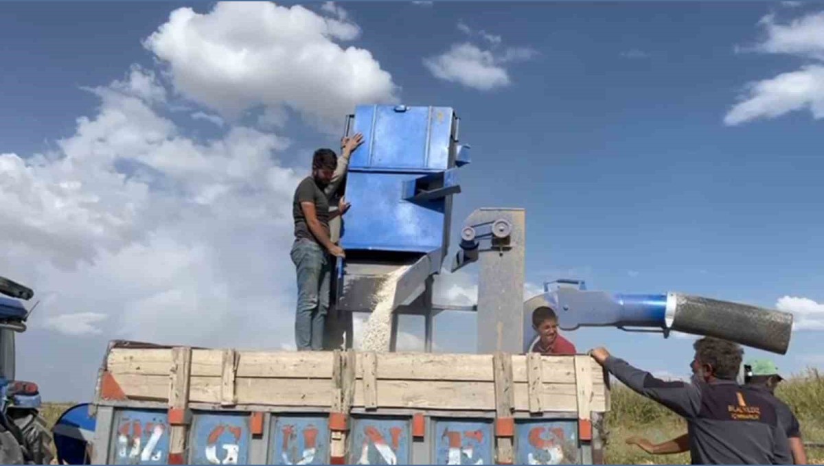 Adilcevaz'da fasulye hasadı başladı