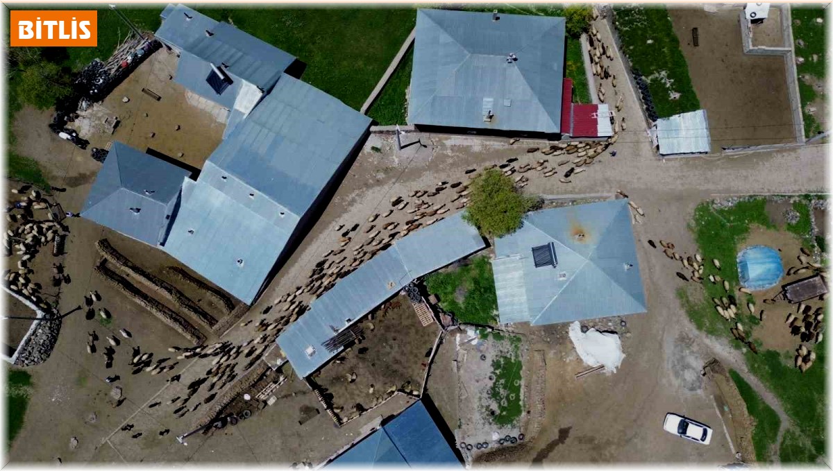 Adilcevaz'da hayvan yetiştiricilerinin zorlu mesaisi