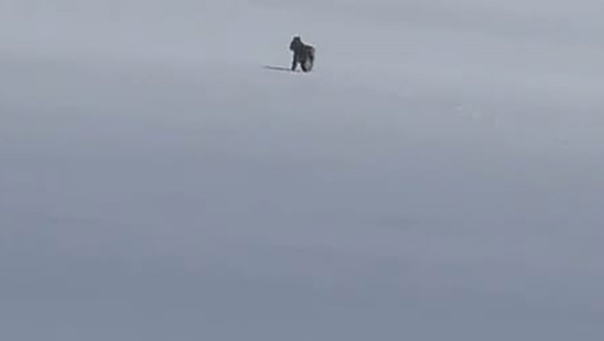 Adilcevaz'da kar üzerinde vaşak görüntülendi