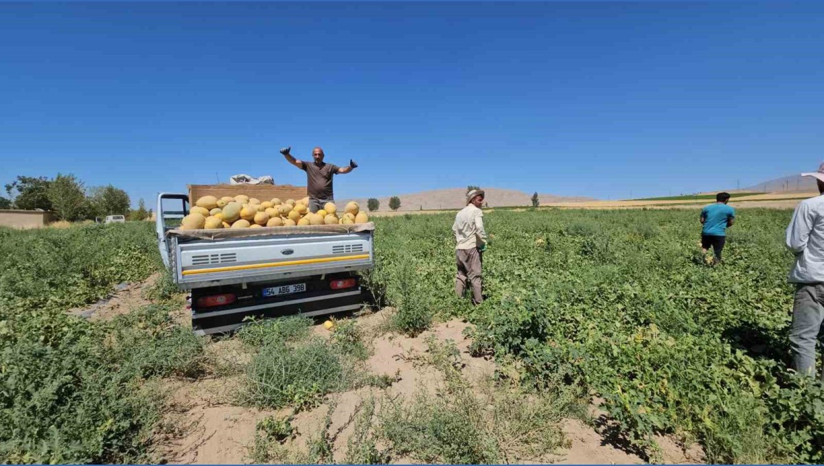 Adilcevaz'da kavun hasadı başladı