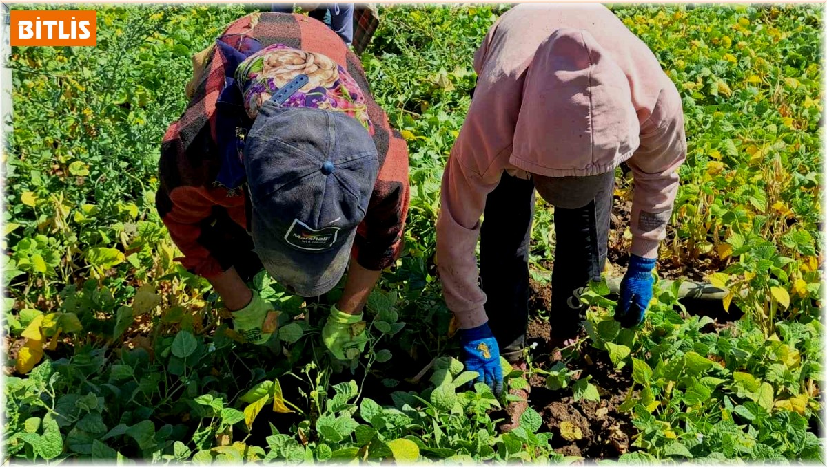 Adilcevaz'da kuru fasulye sökümü başladı