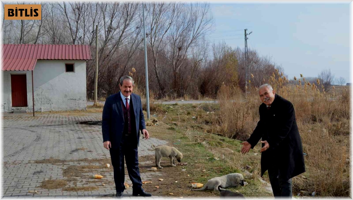 Adilcevaz'da sokak hayvanları için ekmek ve sakatat bırakıldı