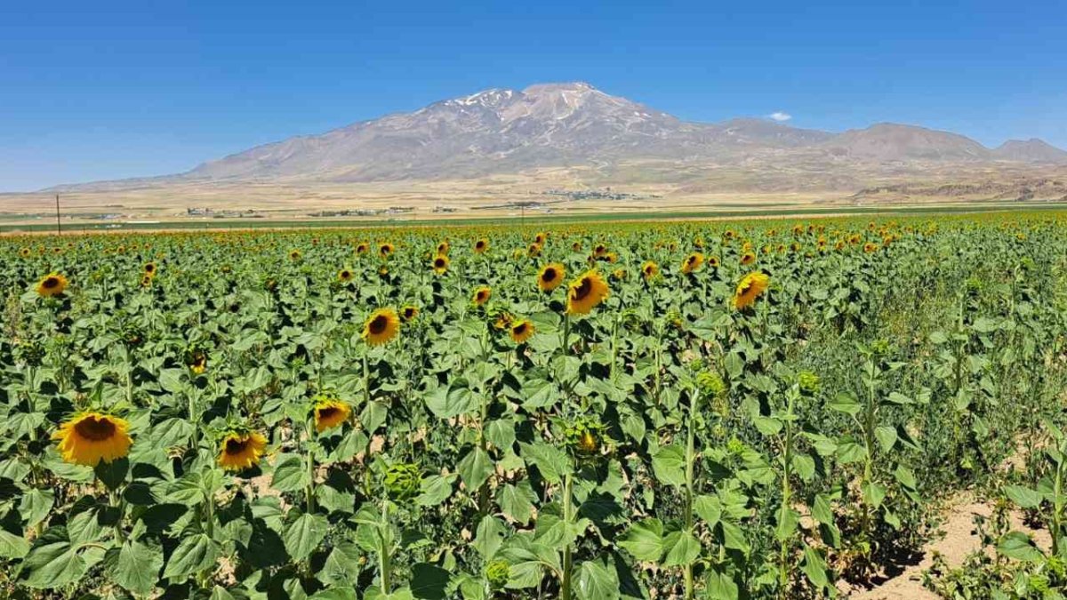 Adilcevaz'da sulu tarım