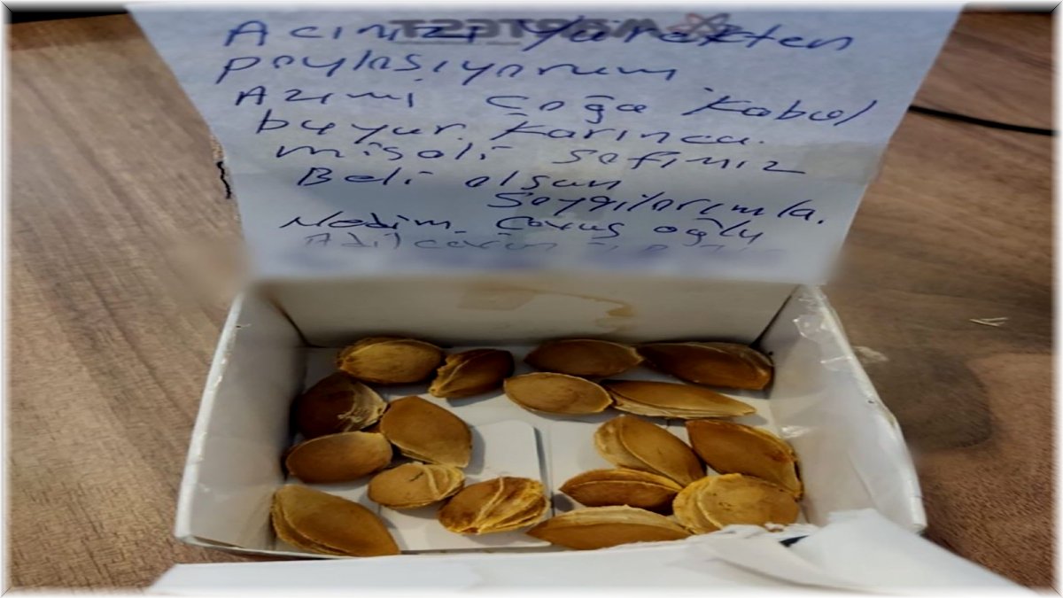 Adilcevaz'dan Marmaris'e kayısı çekirdeği