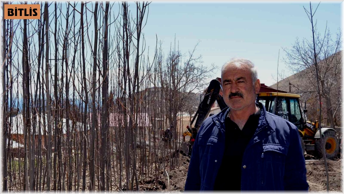 Adilcevaz ekonomisine ceviz fidanı katkısı