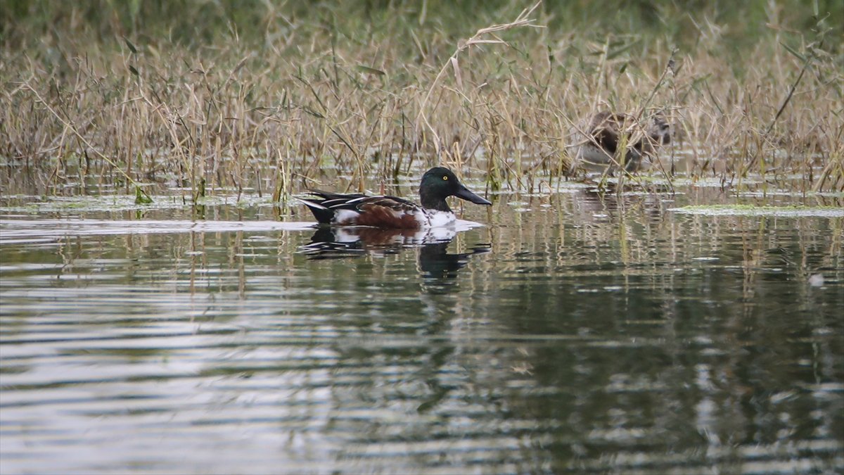 Adını kaşığa benzeyen gagasından alan kaşıkgaga, mola verdiği Iğdır'da görüntülendi