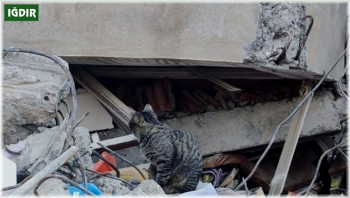 Adıyaman'da deprem sonrası kediler enkazı terk etmiyor