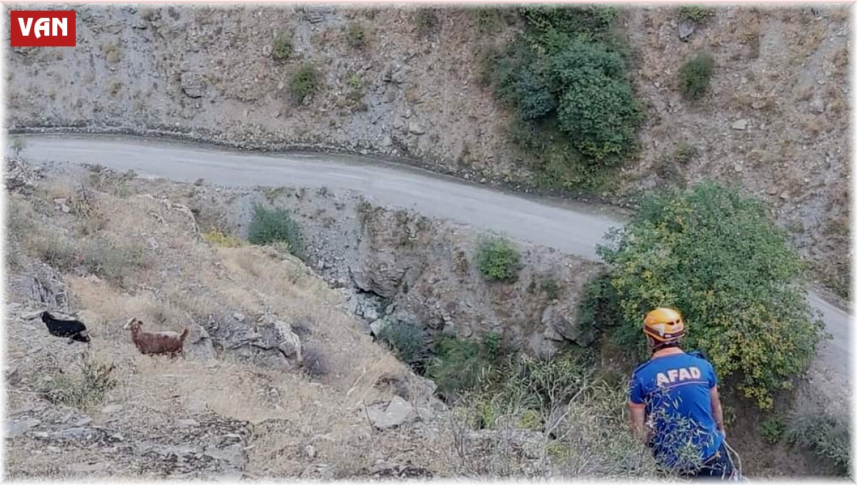 AFAD'tan keçi kurtarma operasyonu