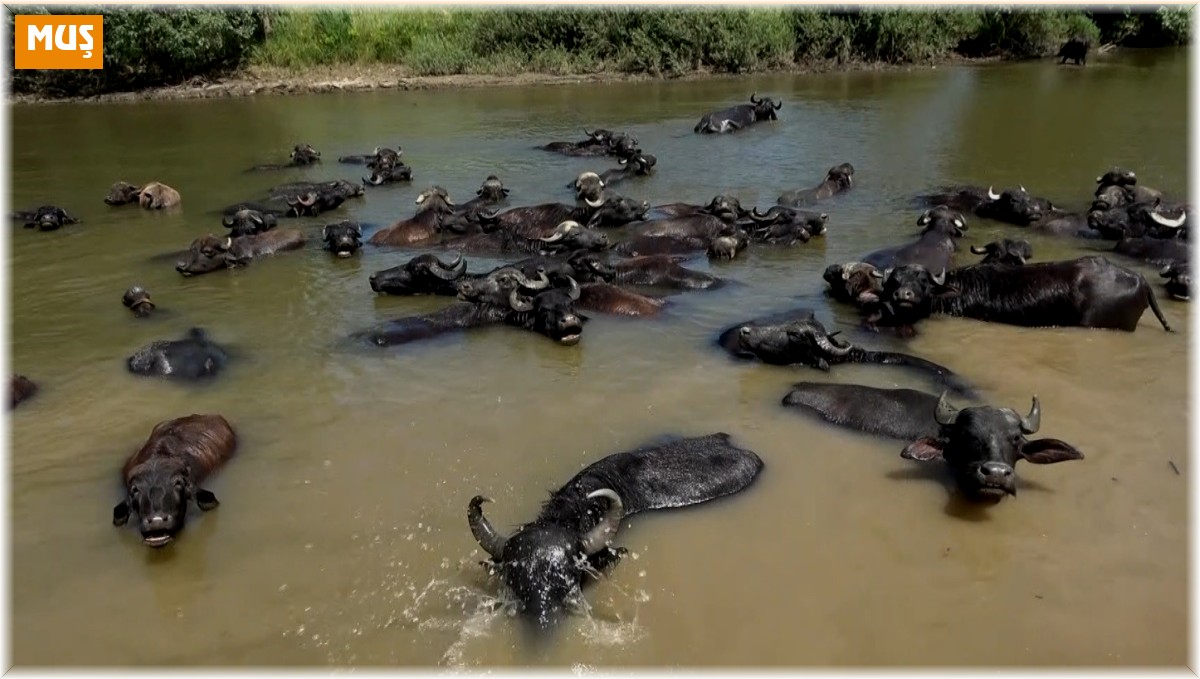 Afrika değil Muş Ovası