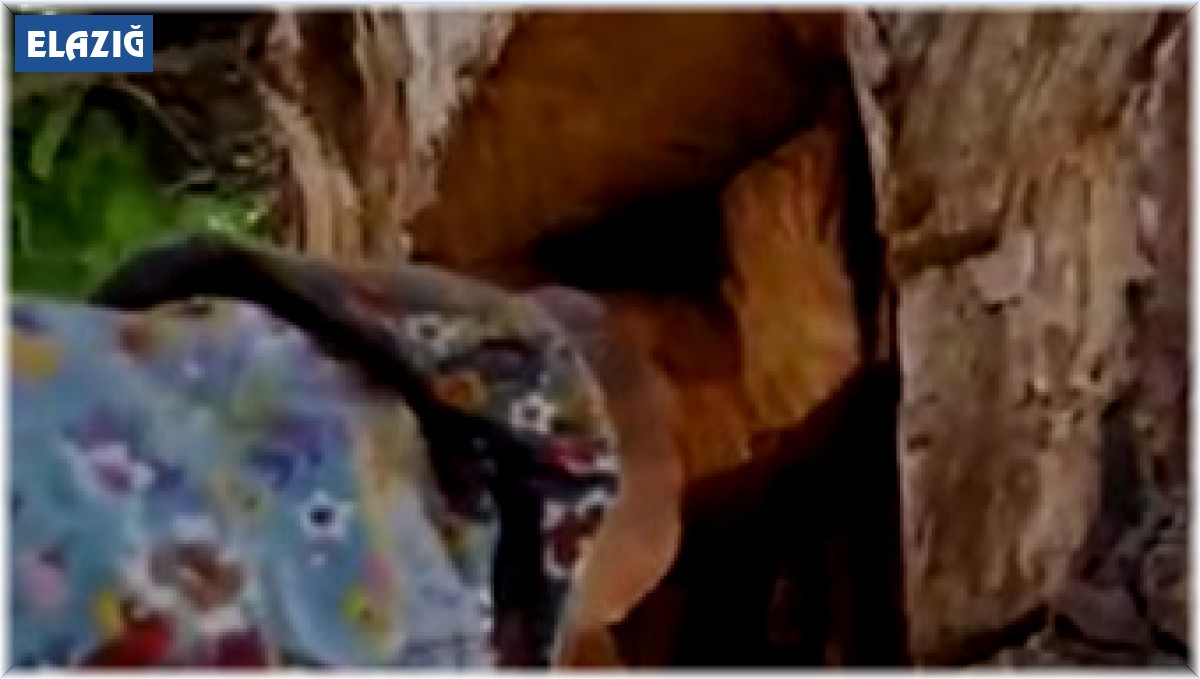 Ağaç gövdesinden kova kova bal çıktı, görenler hayrete düştü