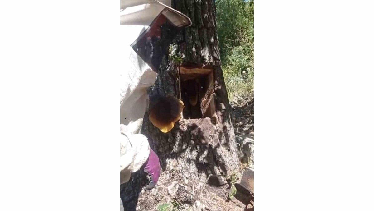 Ağaç kovuğundan kilo kilo bal çıktı