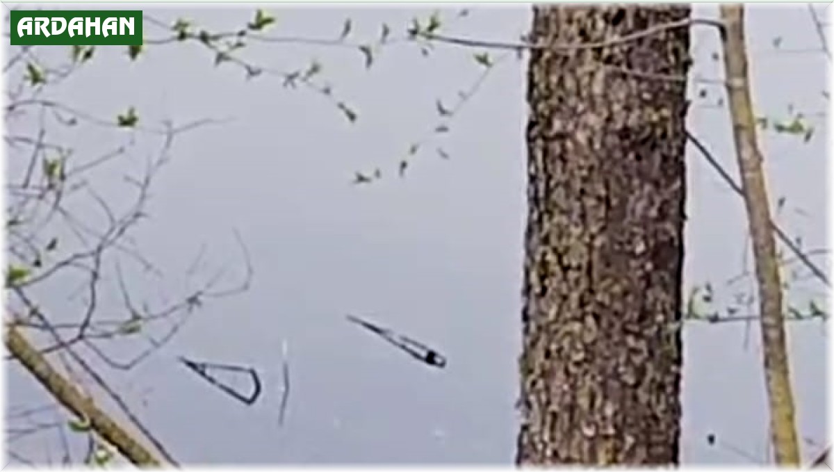 Ağacın dalında dolaşan sincap böyle görüntülendi