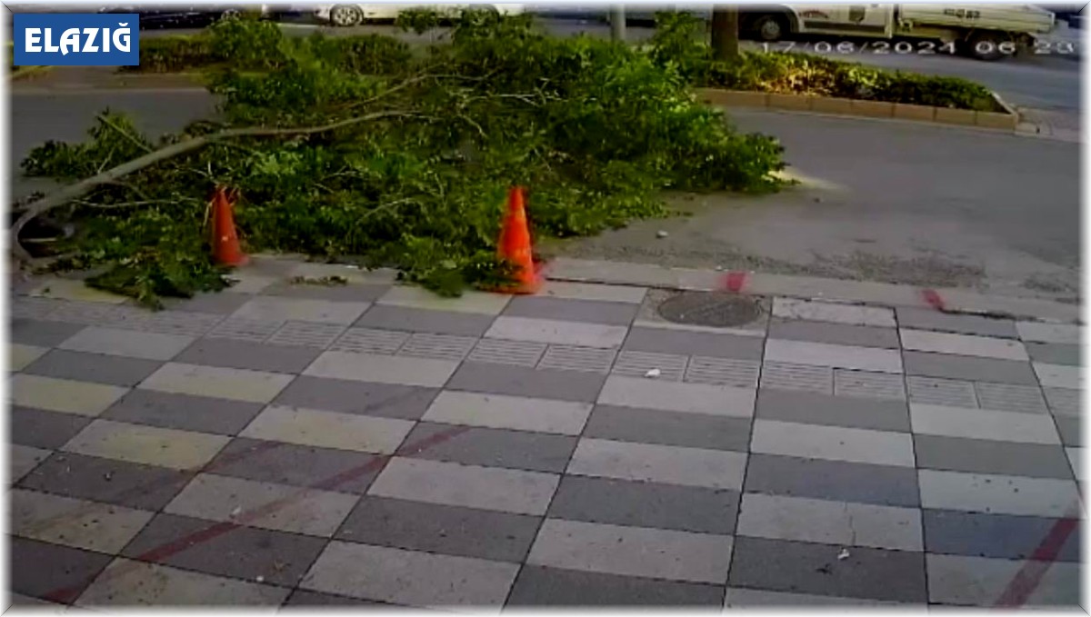 Ağacın kırılan dalı yola devrildi, faciadan dönüldü