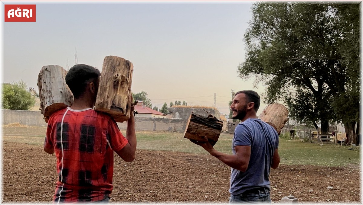 Ağaçlar kışlık yakacak olmak için kesildi