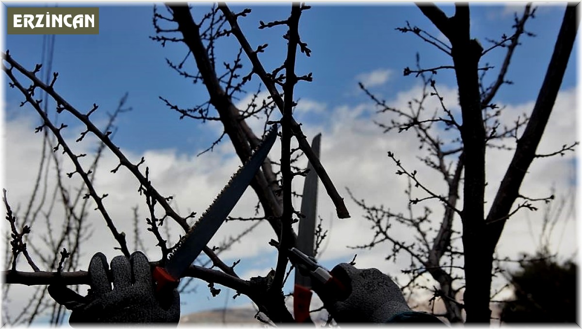 Ağaçlara bahar bakamı