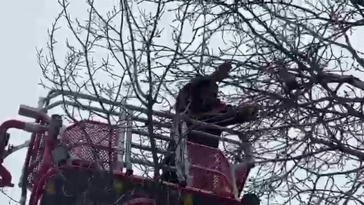 Ağaçta asılı kalan güvercini itfaiyeciler kurtardı