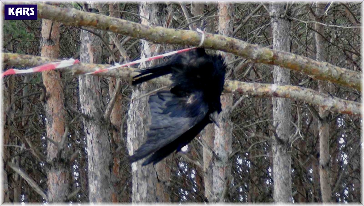 Ağaçta asılı kalan karga telef oldu