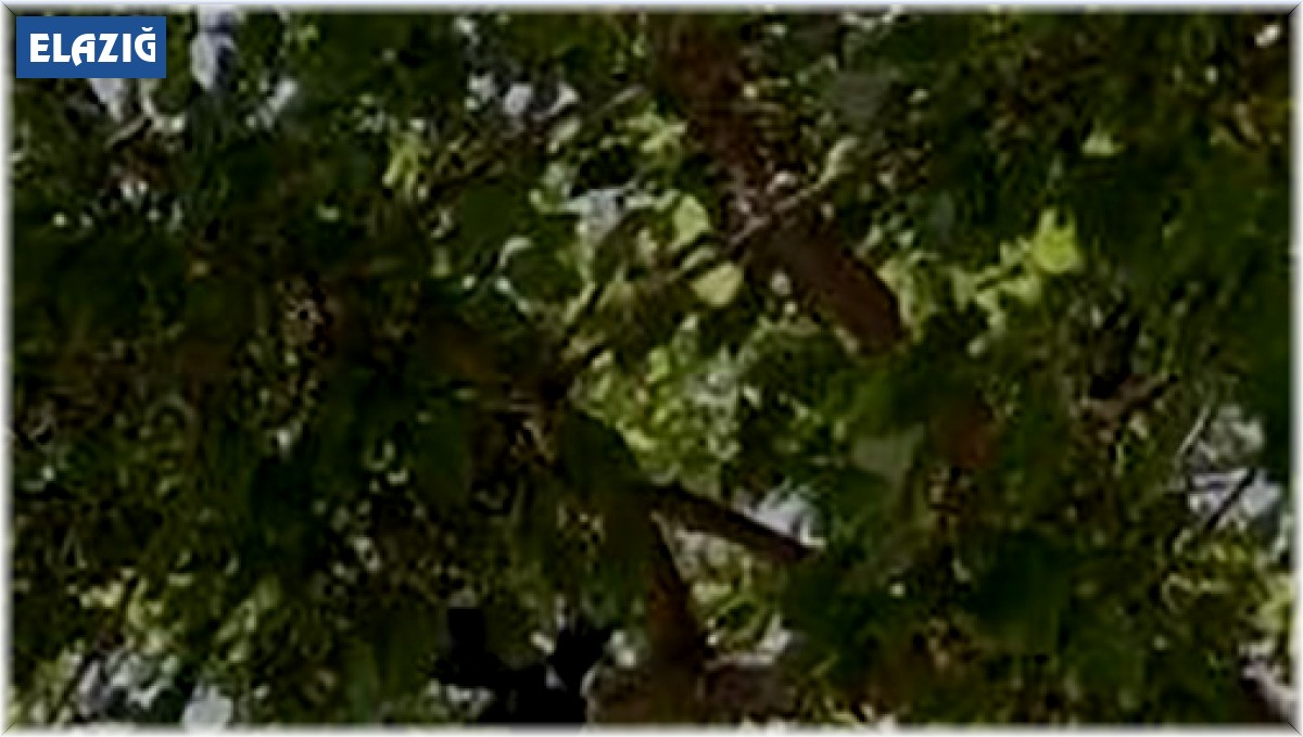 Ağaçta asılı kalan kargayı itfaiye kurtardı