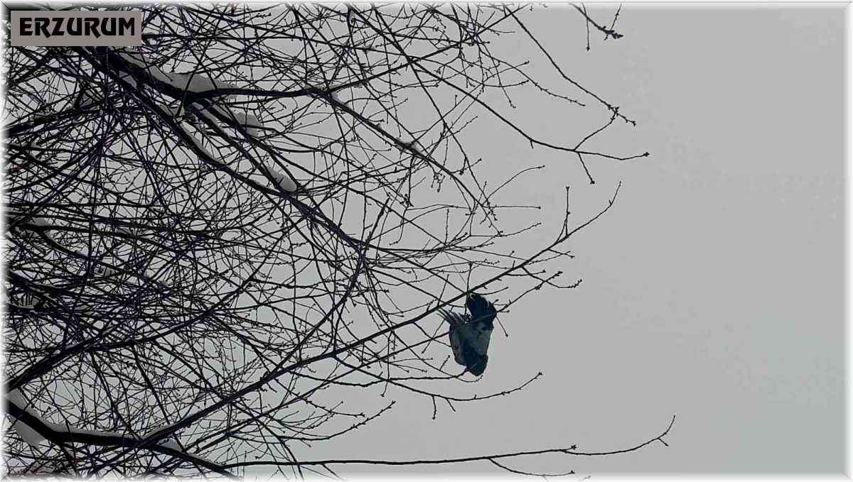 Ağaçta donan kuş asılı kaldı