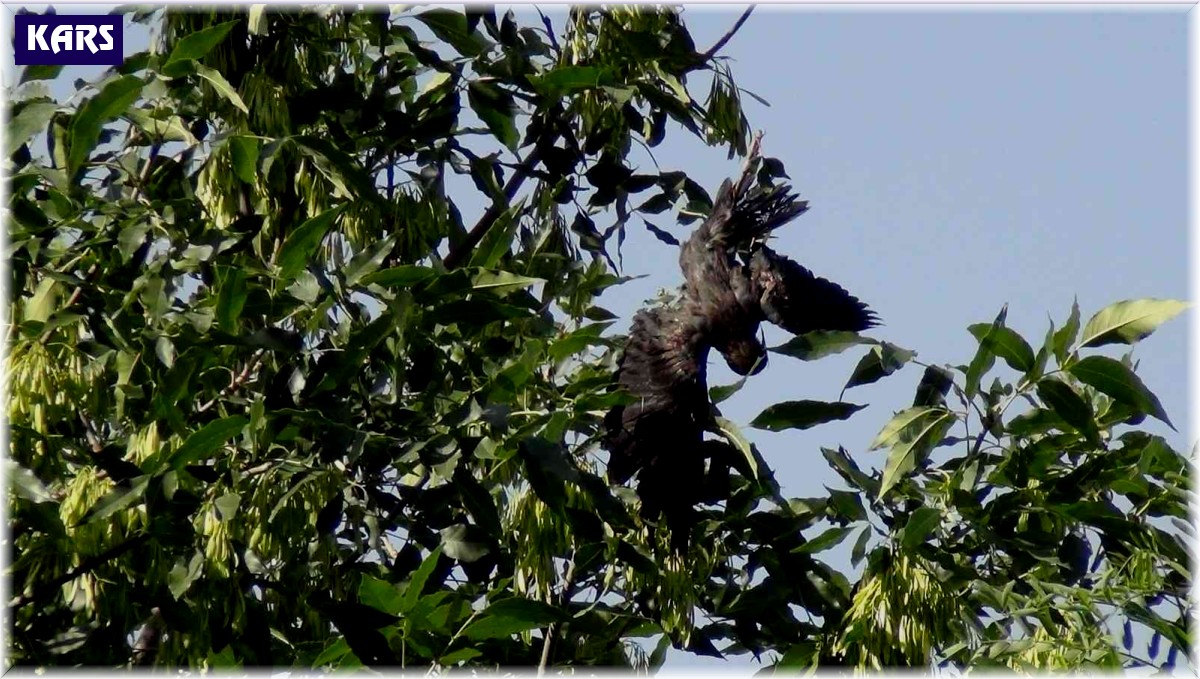 Ağaçta mahsur kalan karga kurtarıldı