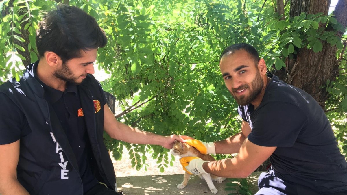 Ağaçta mahsur kalan kedi, kurtarıldı