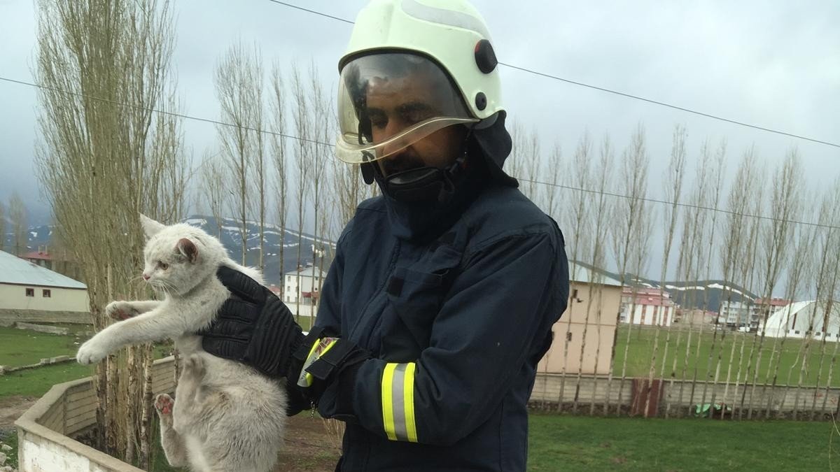 Ağaçta mahsur kalan kedi kurtarıldı