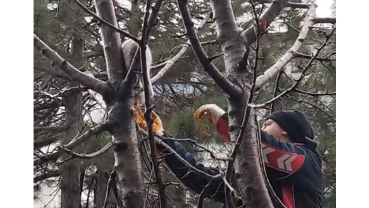 Ağaçta mahsur kalan kedi kurtarıldı