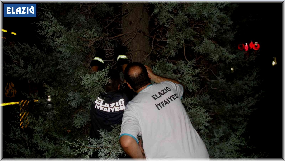 Ağaçta mahsur kalan yavru kedi için ekipler seferber oldu