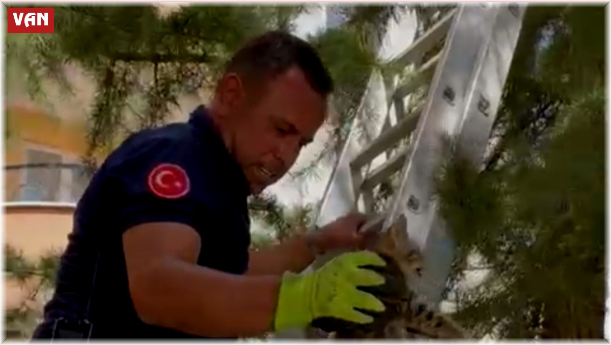 Ağaçta mahsur kalan yavru kedi kurtarıldı