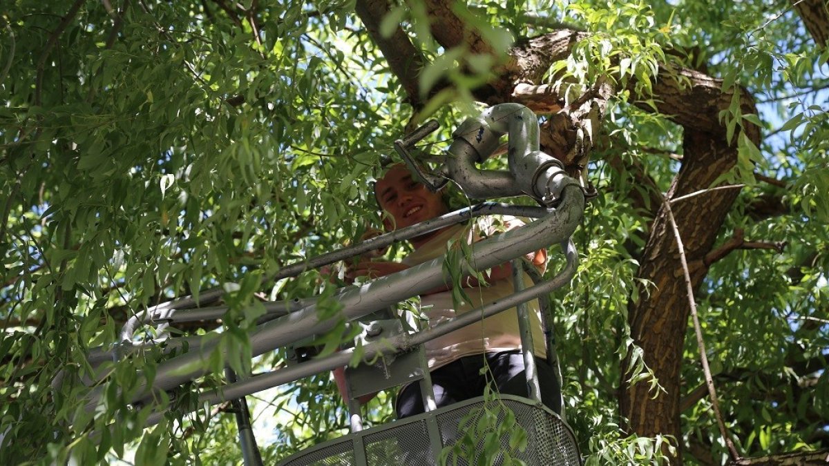 Ağaçta mahsur kalan yavru kedinin yardımına itfaiye yetişti