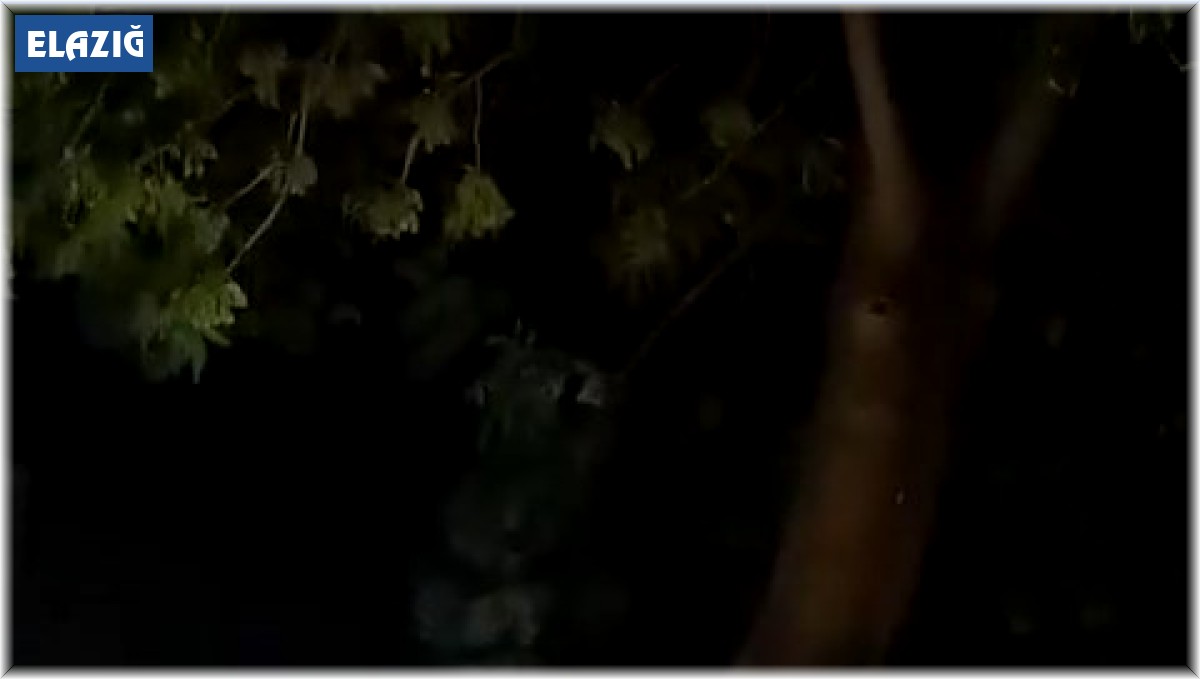 Ağaçtan düşerek demir korkuluklara saplanan sansar kurtarıldı