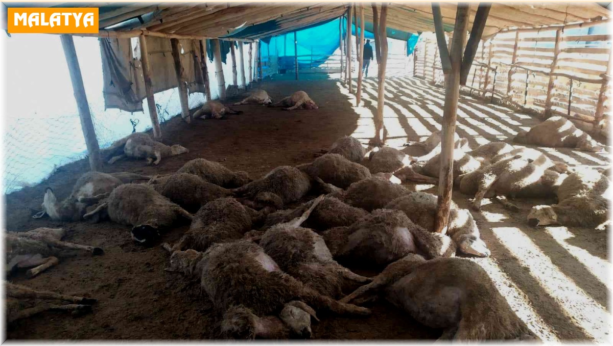 Ağıla giren kurt sürüsü, 42 koyunu telef etti