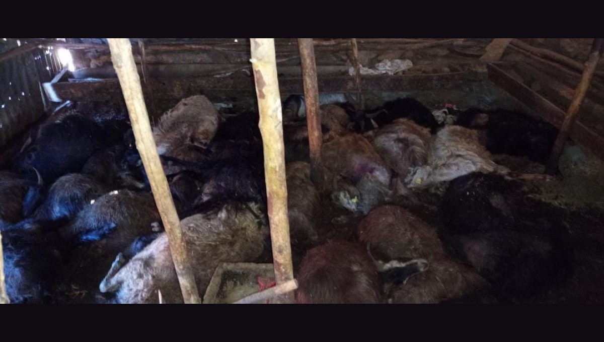 Ağıla yıldırım düştü: 45 küçükbaş hayvan telef oldu