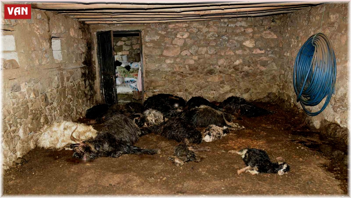 Ağıldaki keçileri telef eden ayı, arı kovanlarını da parçaladı