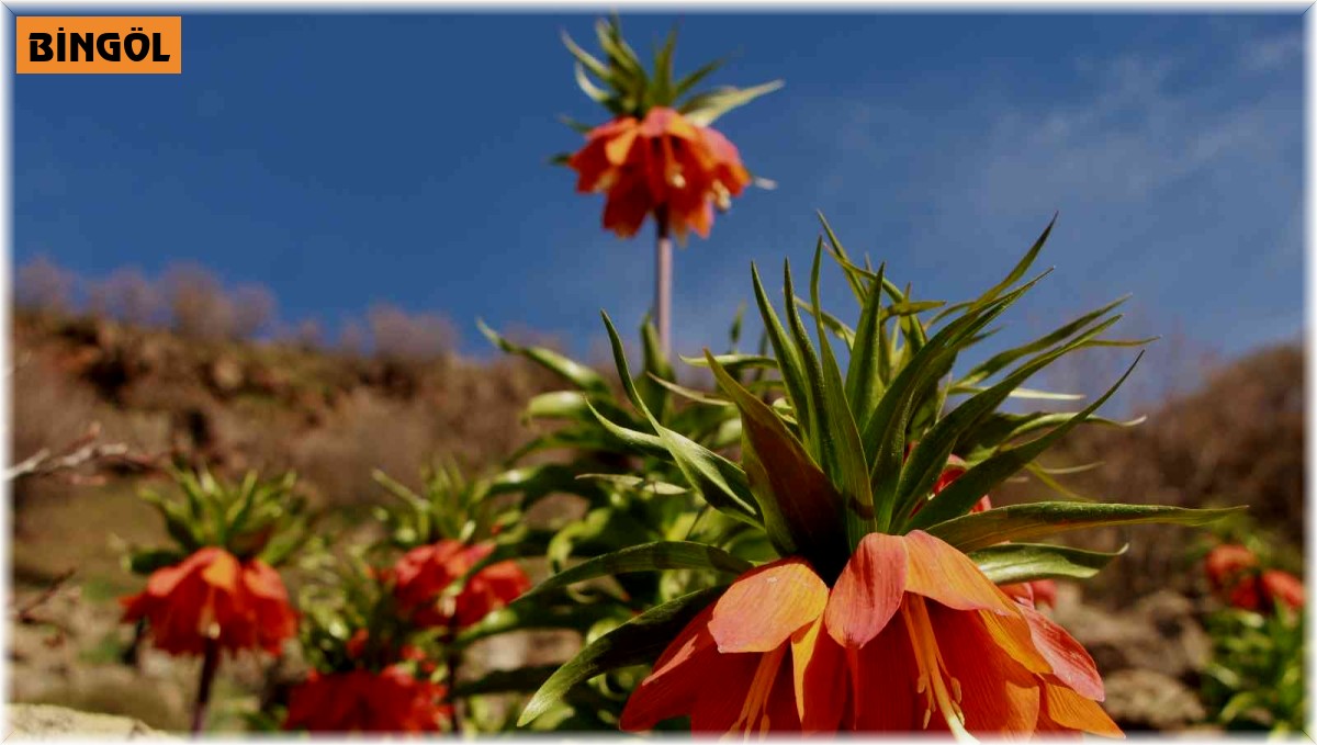 'Ağlayan Gelin'in görsel şöleni