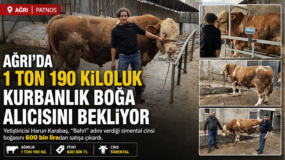 Ağrı'da 1 Ton 190 Kiloluk Kurbanlık Boğa 'Bahri' 600 Bin Liraya Alıcısını Bekliyor