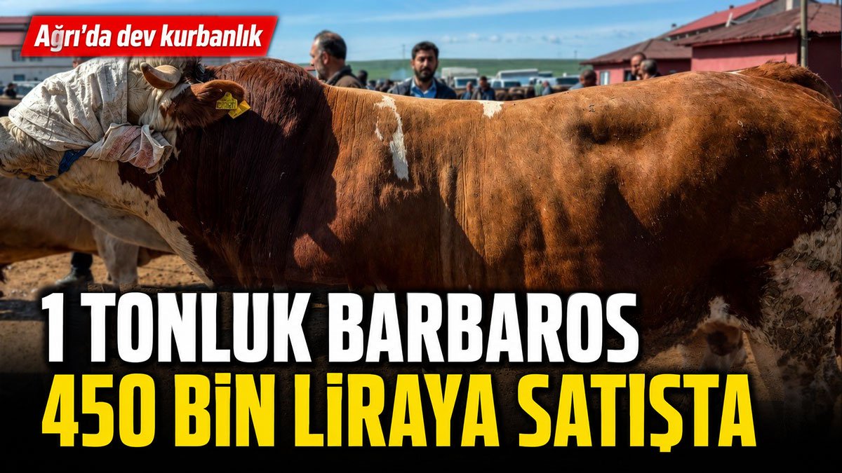 Ağrı'da 1 tonluk dev boğa Barbaros 450 bin liraya alıcı bekliyor