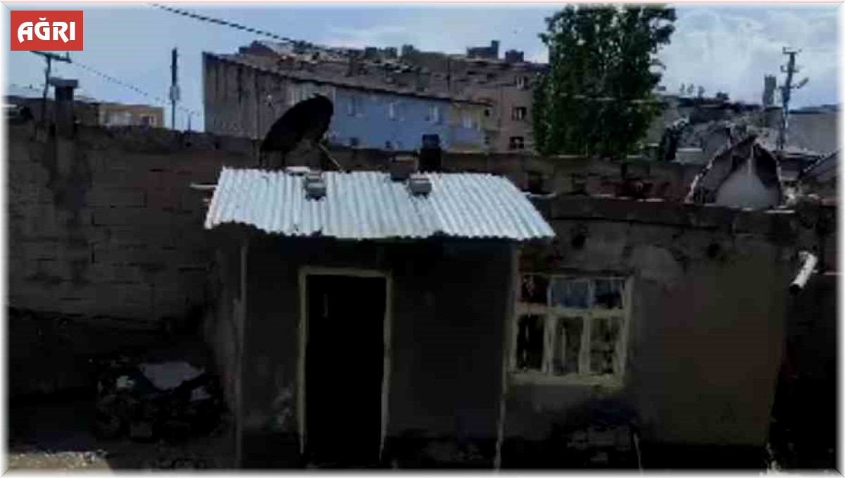 Ağrı'da 3 ev selden zarar gördü