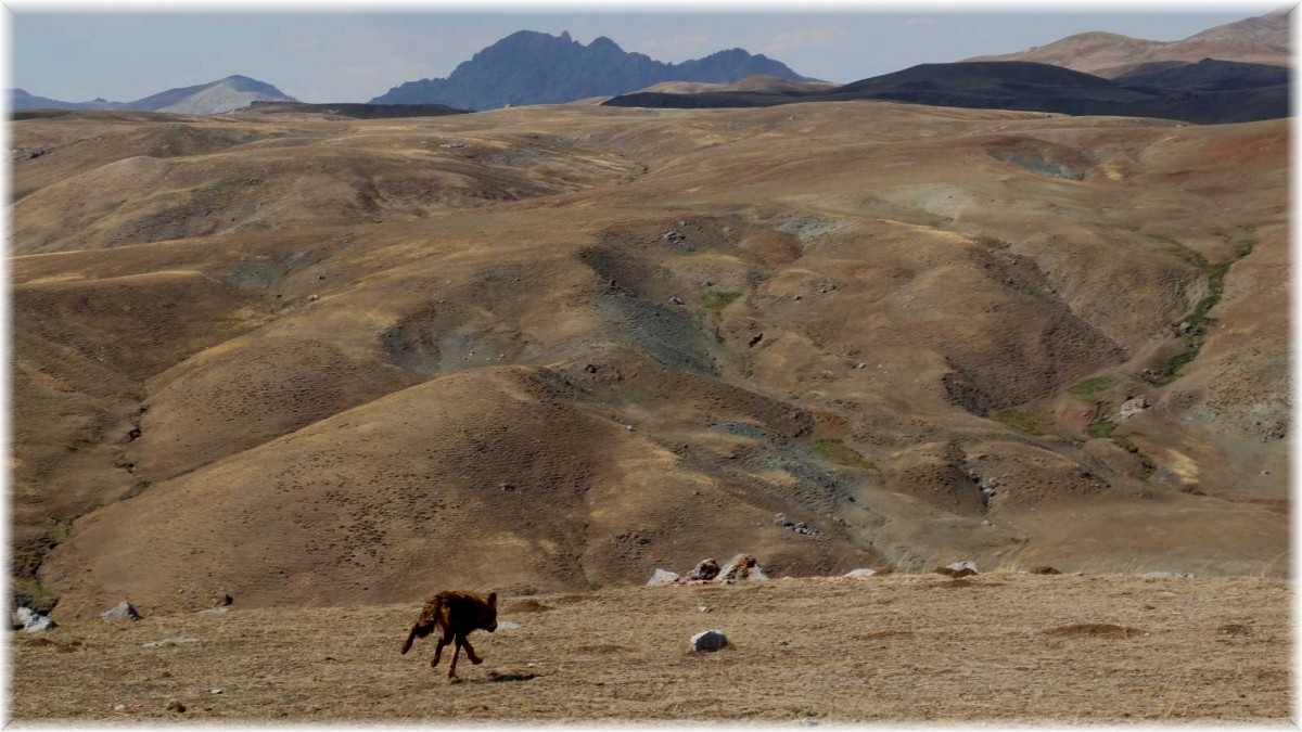 Ağrı'da 4 kurt doğaya bırakıldı