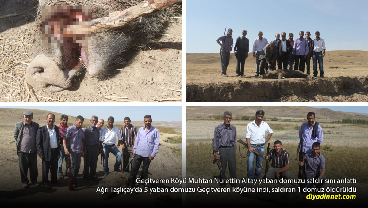 Ağrı'da 5 Yaban Domuzu Köye İndi: Vatandaşa Saldıran Domuz Vuruldu