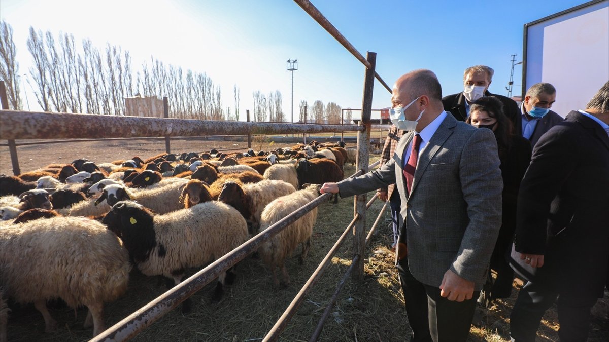 Ağrı'da '5 Yılda 750 Bin Koyun Projesi' ile çiftçiler koyunlarını almaya başladı