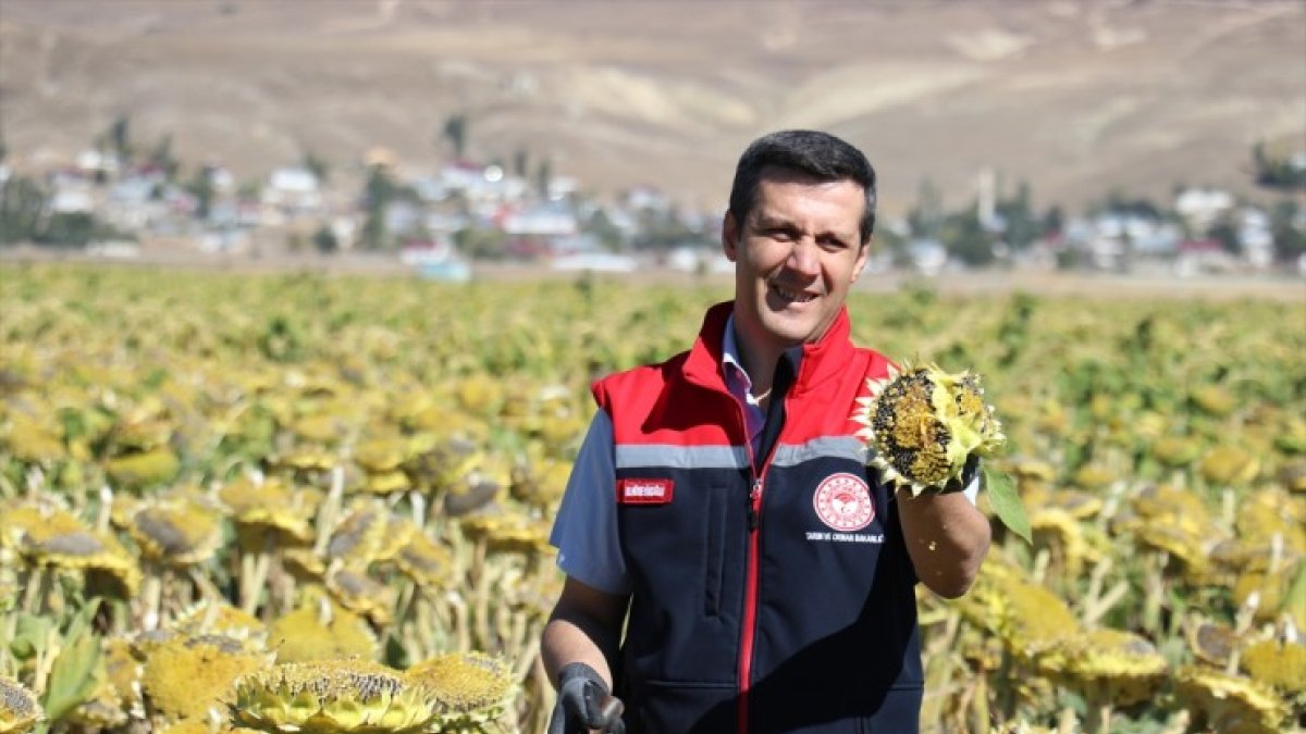Ağrı'da 50 bin 500 dekarlık alanda üretimi yapılan ayçiçeğinin hasadı başladı
