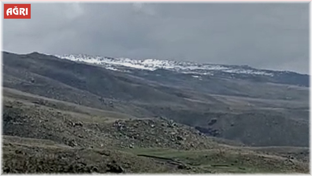 Ağrı'da arazide dolaşan 2 ayı kameralara yansıdı