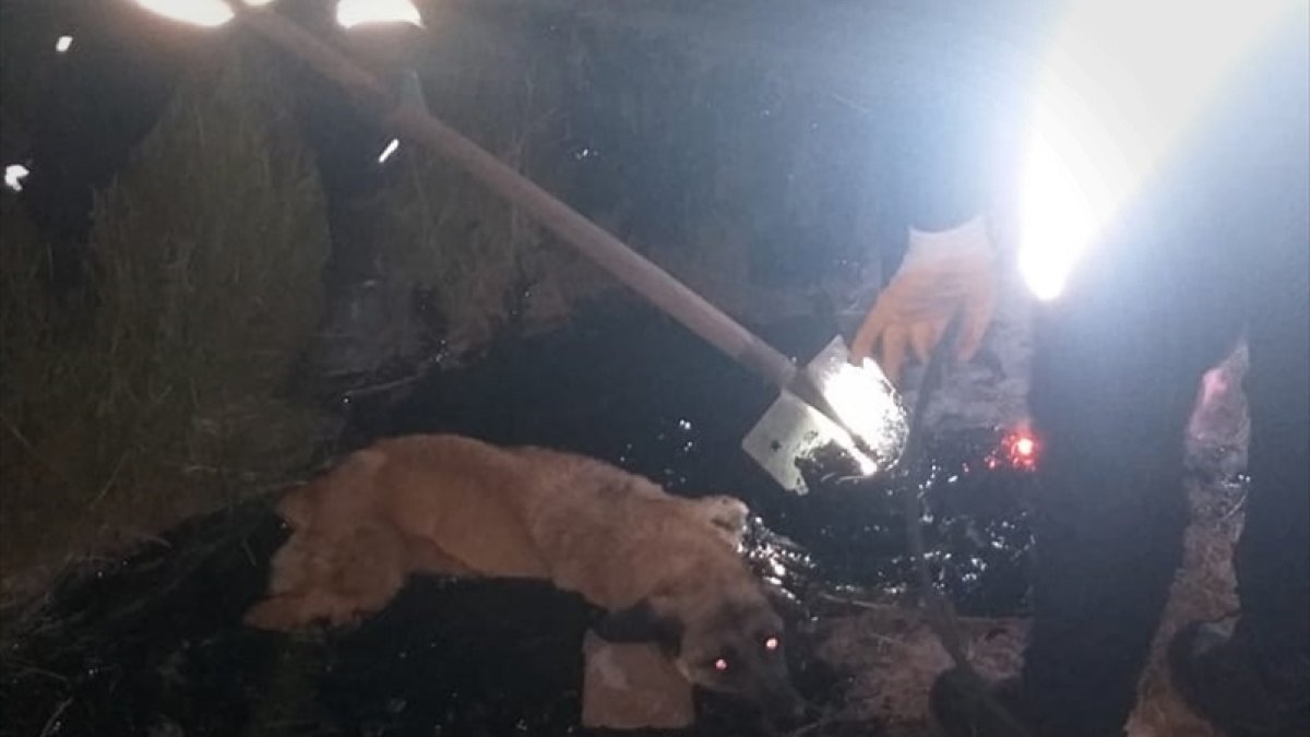 Ağrı'da asfalt zifti birikintisine düşen köpeği itfaiye kurtardı