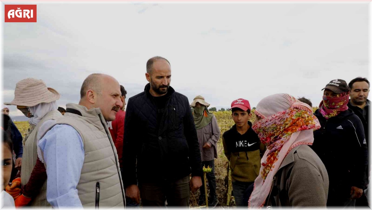 Ağrı'da ayçiçeği üreticiliği yaygınlaşıyor