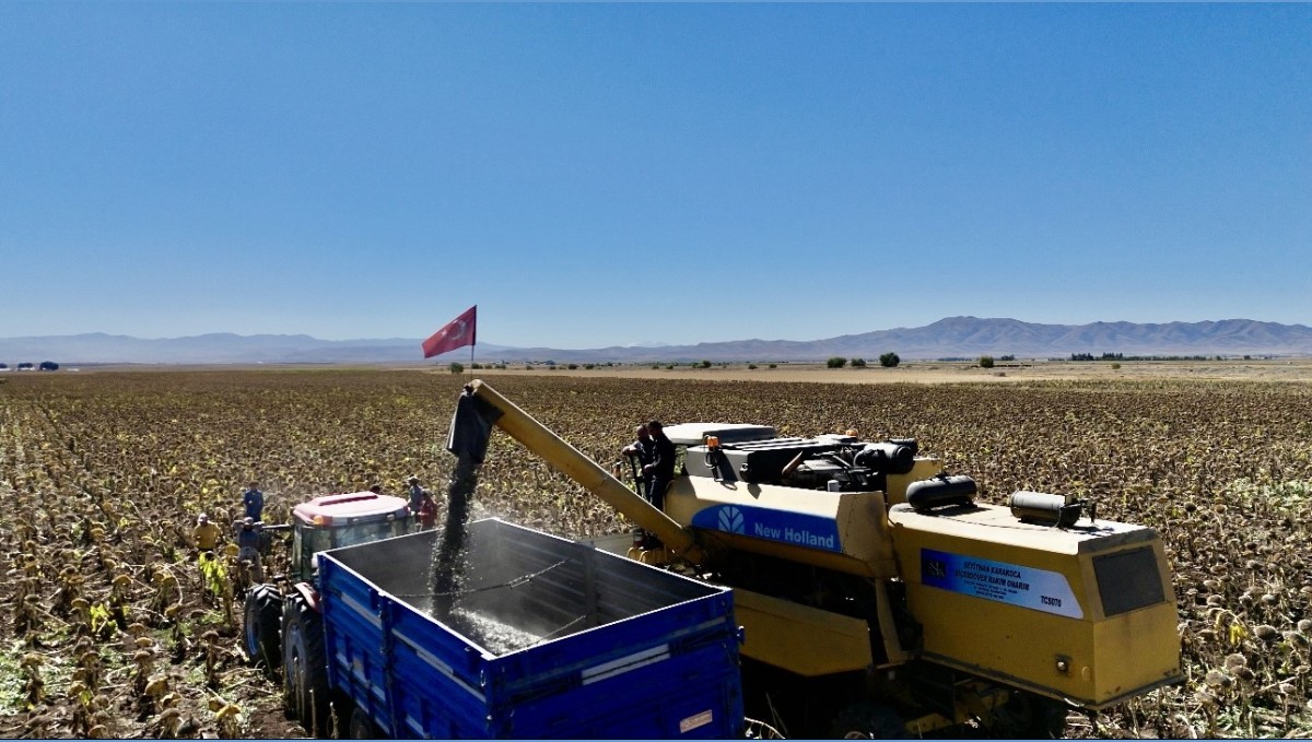 Ağrı'da ayçiçeği üretiminden 758 milyon TL'lik kazanç bekleniyor