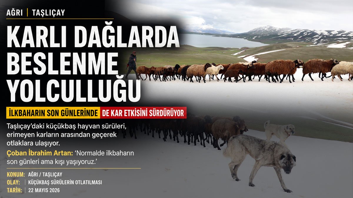 Ağrı'da bahar geldi ama kar bitmedi: Sürüler karlı dağları aşarak otlaklara ulaşıyor
